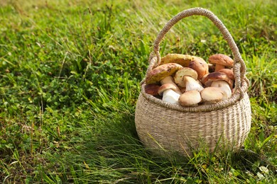 Photo of Wicker basket with fresh wild mushrooms outdoors, space for text