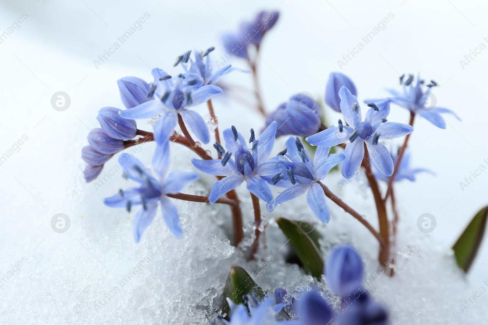 Photo of Beautiful lilac alpine squill flowers growing through 
snow outdoors, closeup