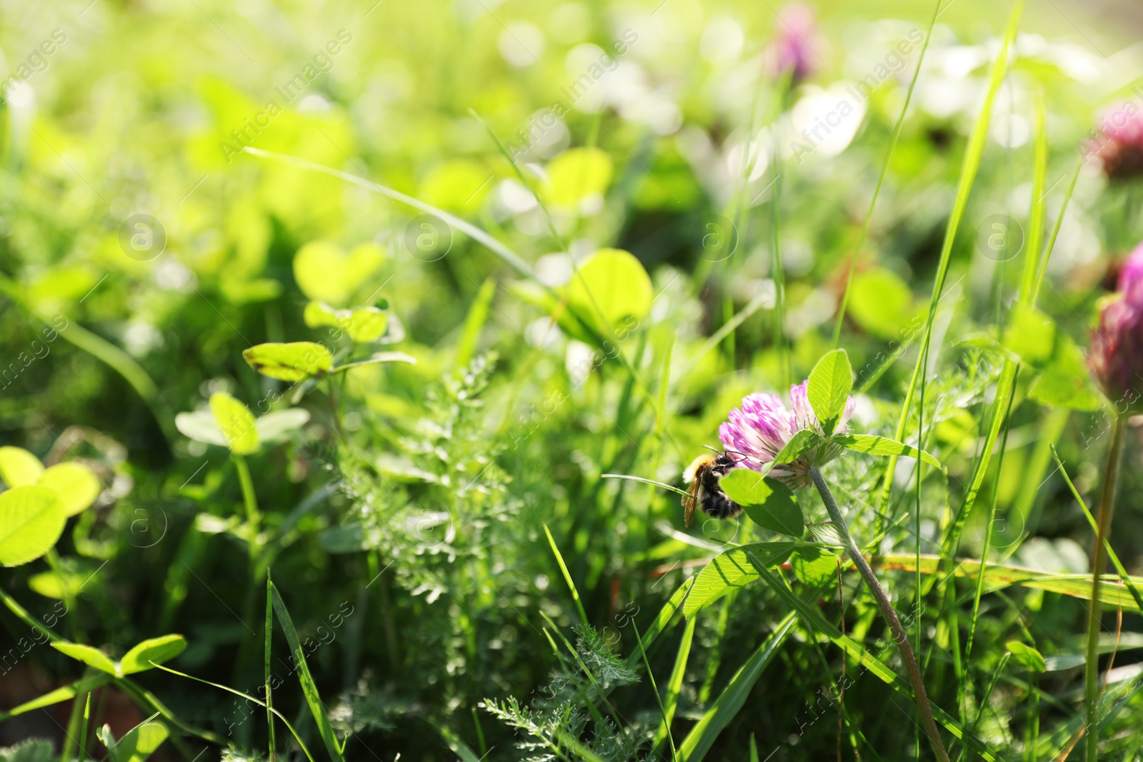 Photo of Honeybee collecting nectar from flower on green meadow