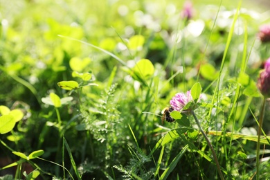 Honeybee collecting nectar from flower on green meadow