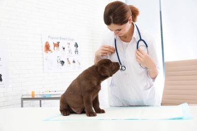 Professional veterinarian examining cute Labrador puppy in clinic