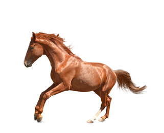 Image of Chestnut horse jumping on white background. Beautiful pet  