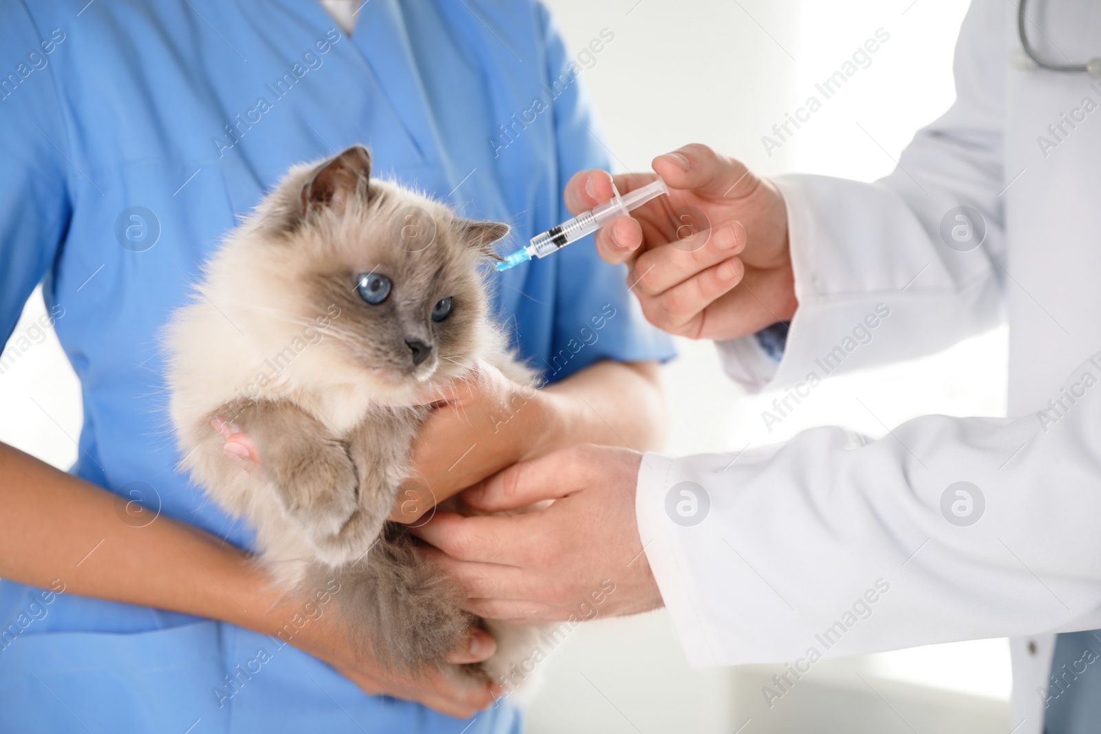 Photo of Professional veterinarians vaccinating cat in clinic, closeup