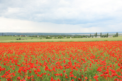 Photo of Beautiful red poppy flowers growing in field