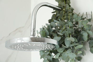 Photo of Branches with green eucalyptus leaves in shower