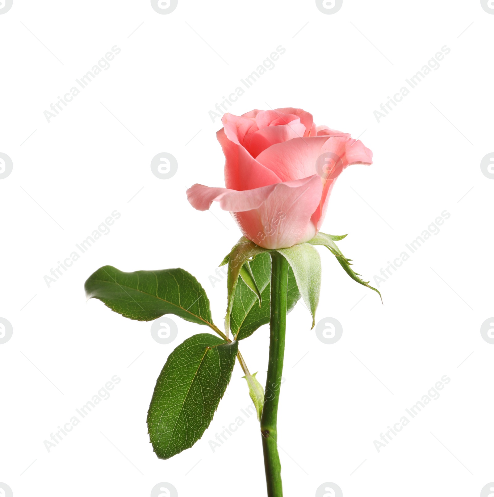 Photo of Beautiful rose flower on white background