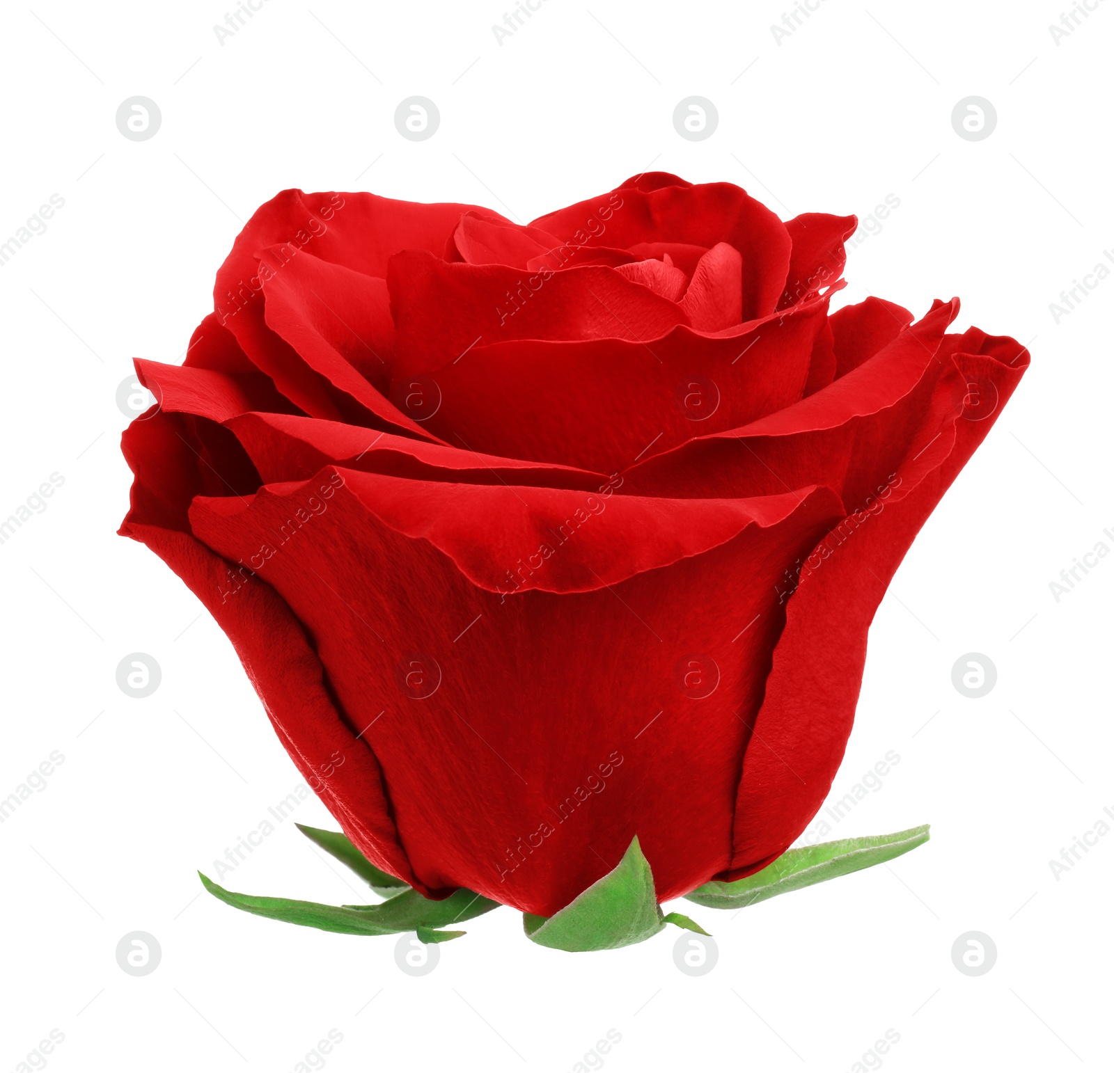 Photo of Beautiful fresh red rose isolated on white