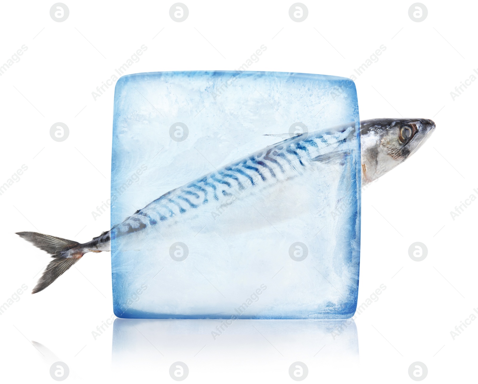 Image of Frozen food. Raw mackerel in ice cube isolated on white