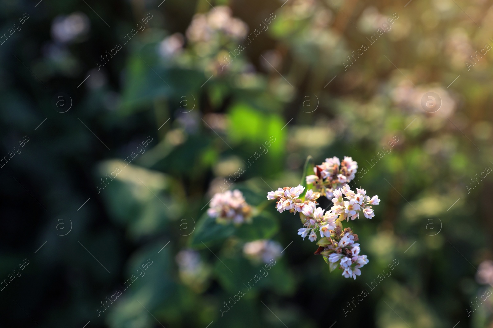 Photo of Closeup view of beautiful blossoming buckwheat flowers