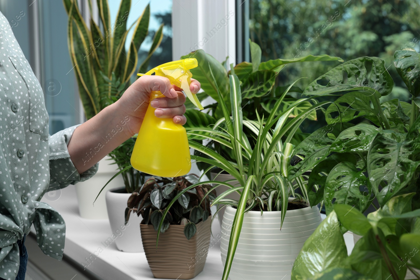 Photo of Woman spraying beautiful houseplants near window at home, closeup