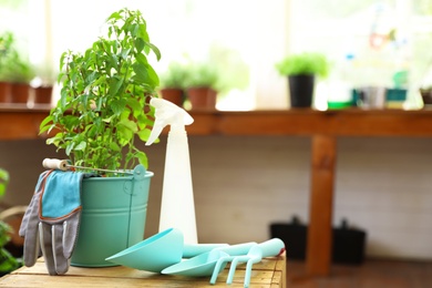 Composition with gardening tools and plant on wooden crate indoors, space for text