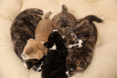 Photo of Akita inu puppies on pet pillow, above view. Cute dogs