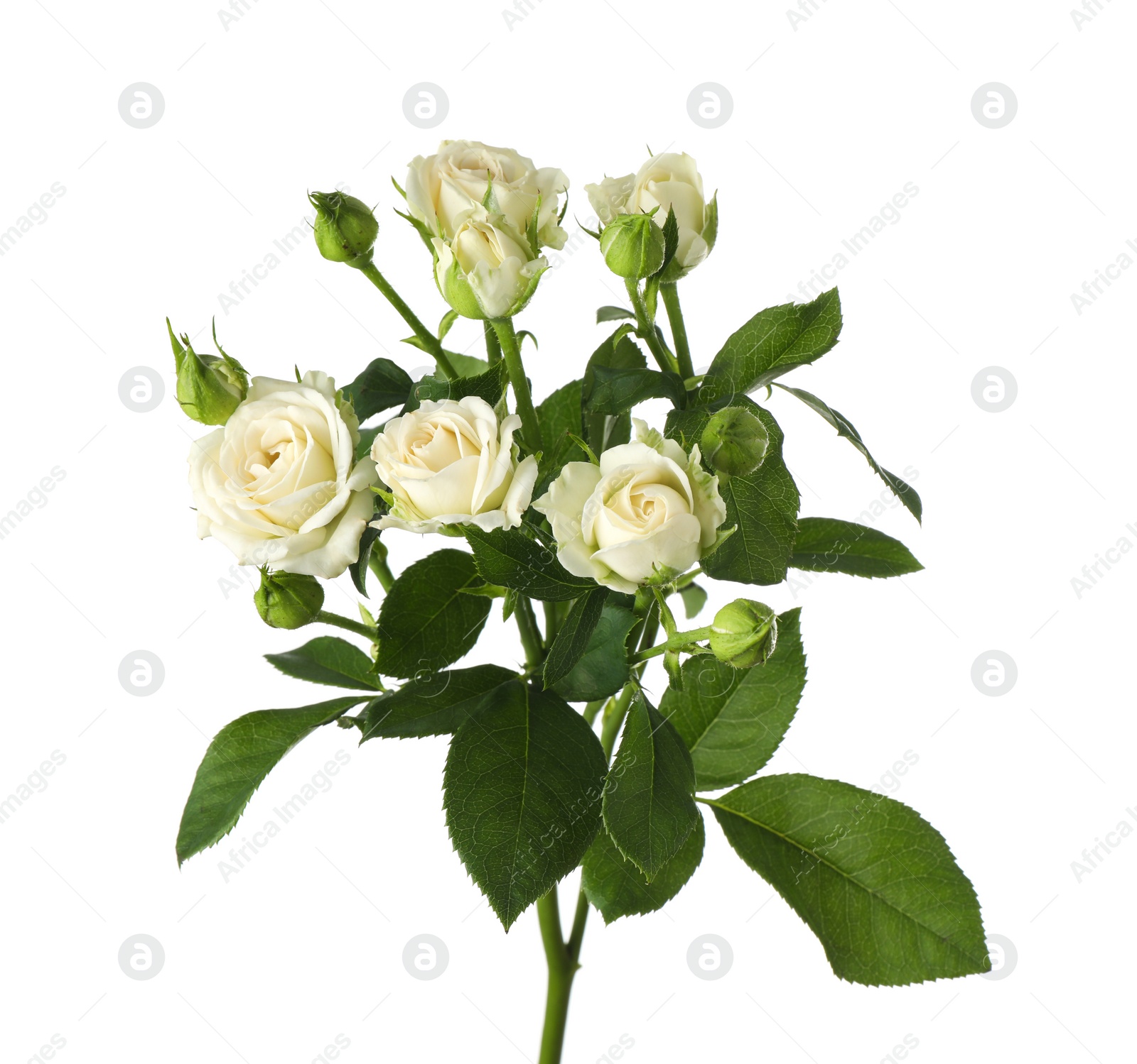 Photo of Beautiful blooming rose flowers on white background