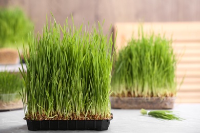 Container with sprouted wheat grass on table. Space for text