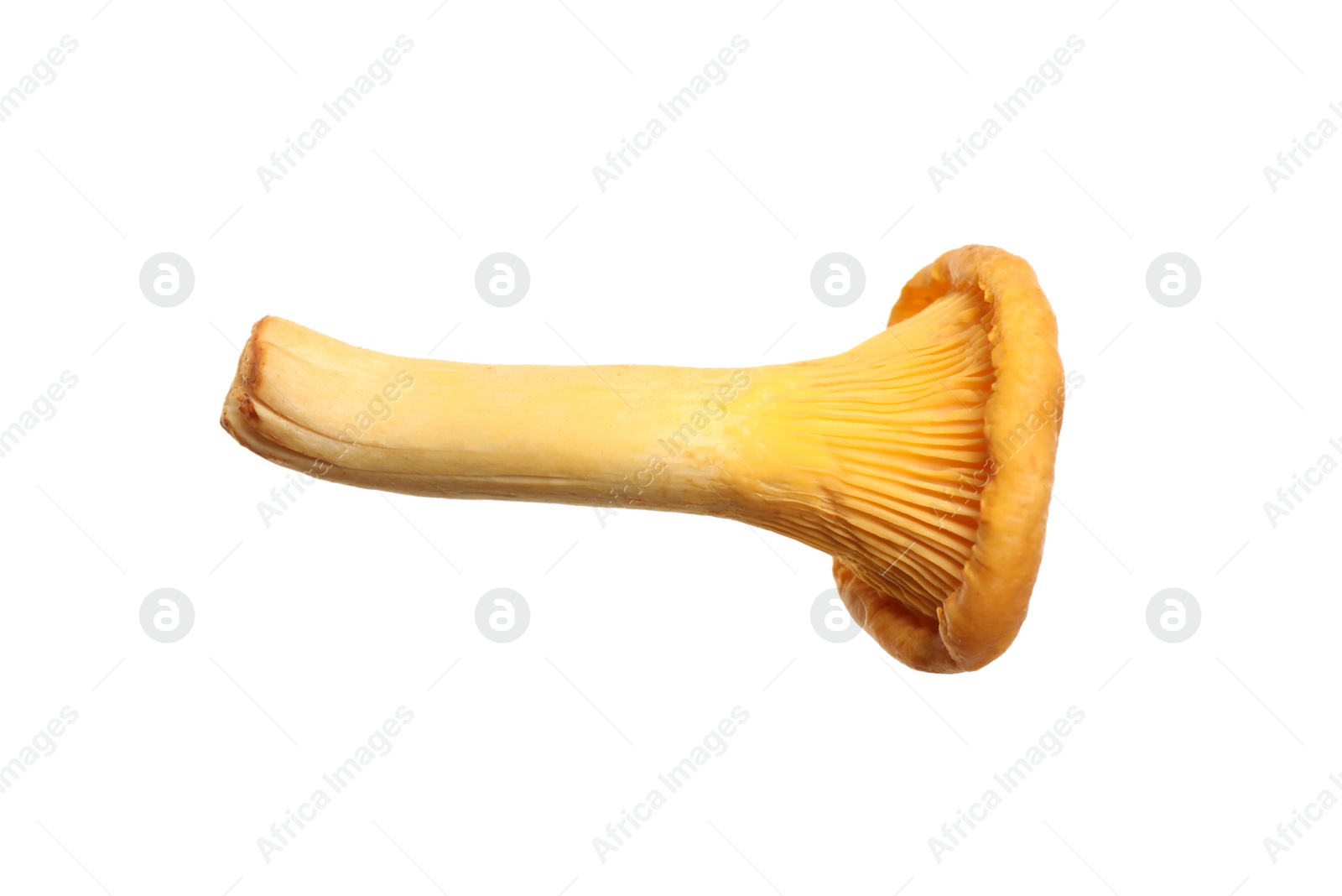 Photo of Fresh wild chanterelle mushroom isolated on white