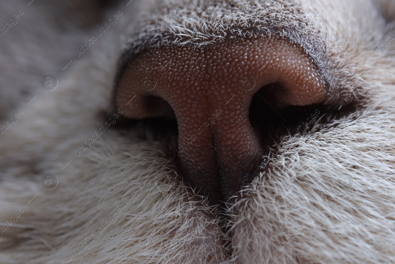 Photo of Cat, macro photo of nose. Cute pet