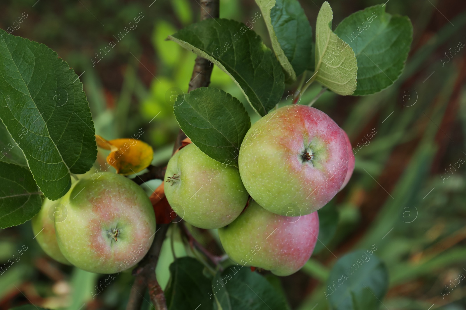 Photo of Apples and leaves on tree branch in garden, closeup