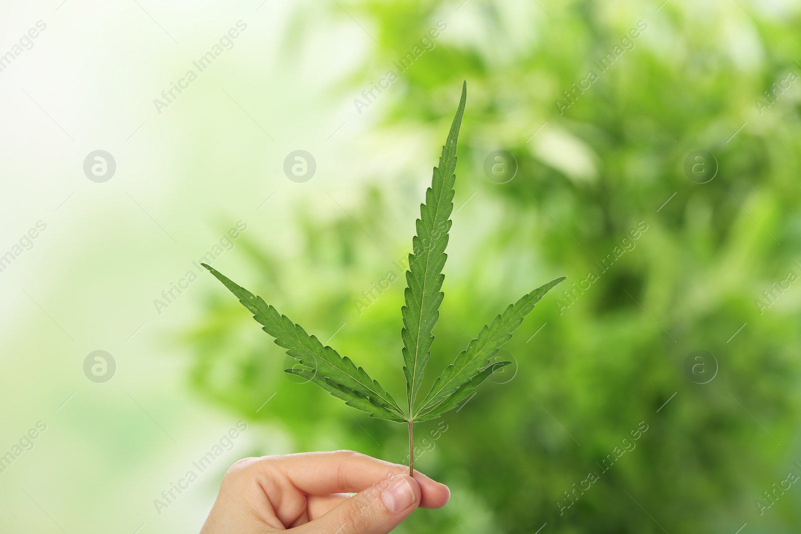 Photo of Woman holding hemp leaf on blurred background