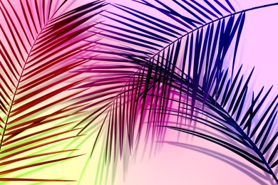Palm branches and shadows on pink background, color tone effect. Summer party
