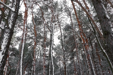 Photo of Picturesque view of beautiful forest covered with snow