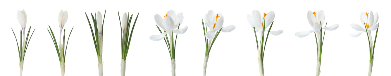 Set of beautiful crocuses on white background, banner design. Spring flowers