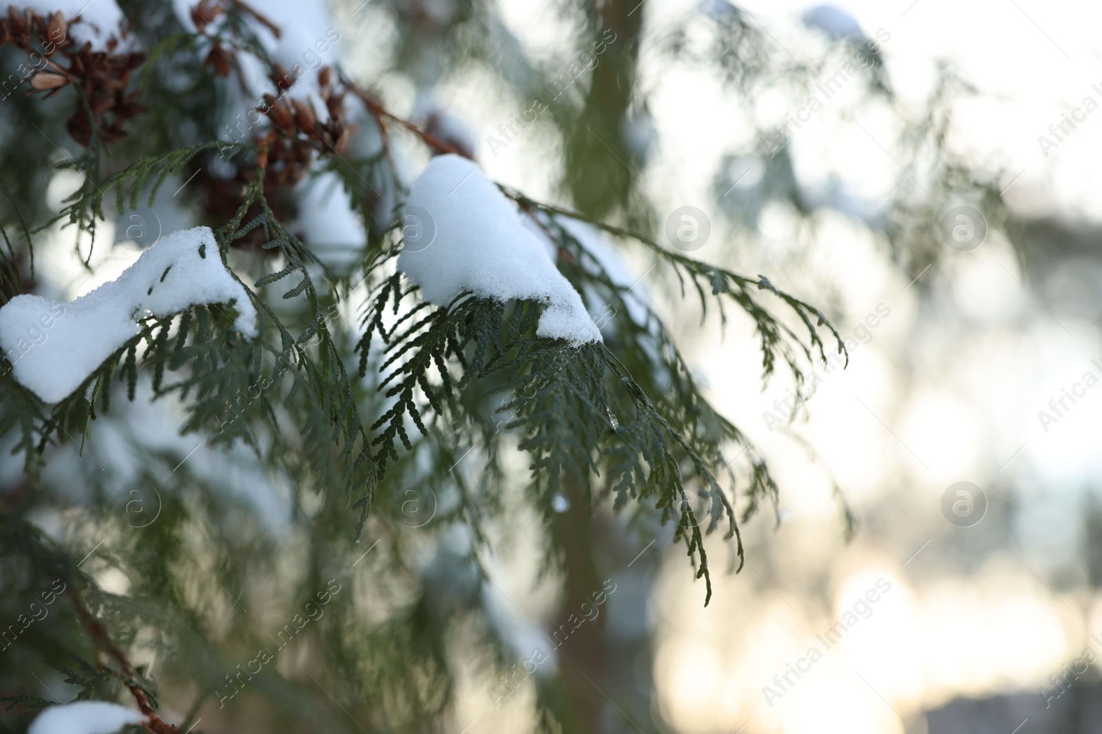 Photo of Juniper branches covered with snow in winter park, closeup. Space for text