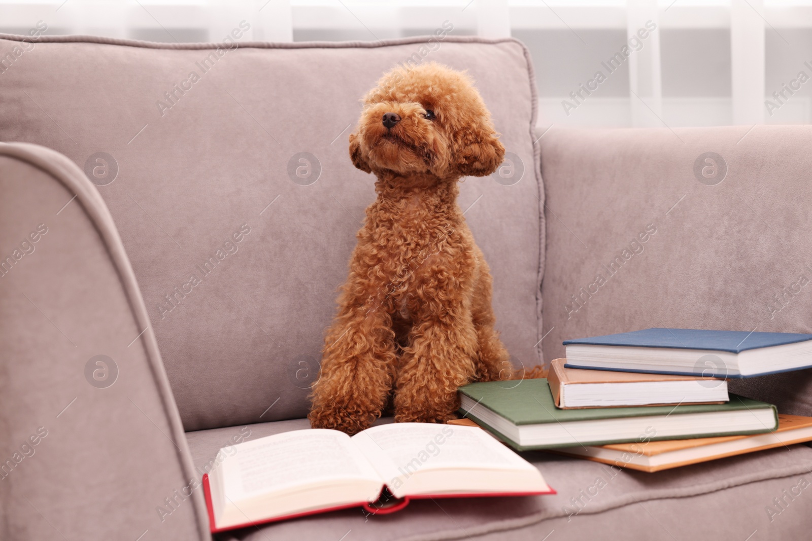 Photo of Cute Maltipoo dog with books on armchair indoors. Lovely pet