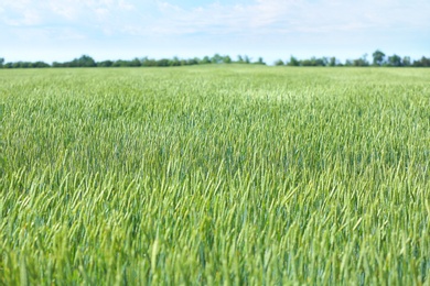 Photo of Wheat field on sunny day. Amazing nature in  summer