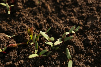 Photo of Young beet sprouts growing in field on sunny day, closeup