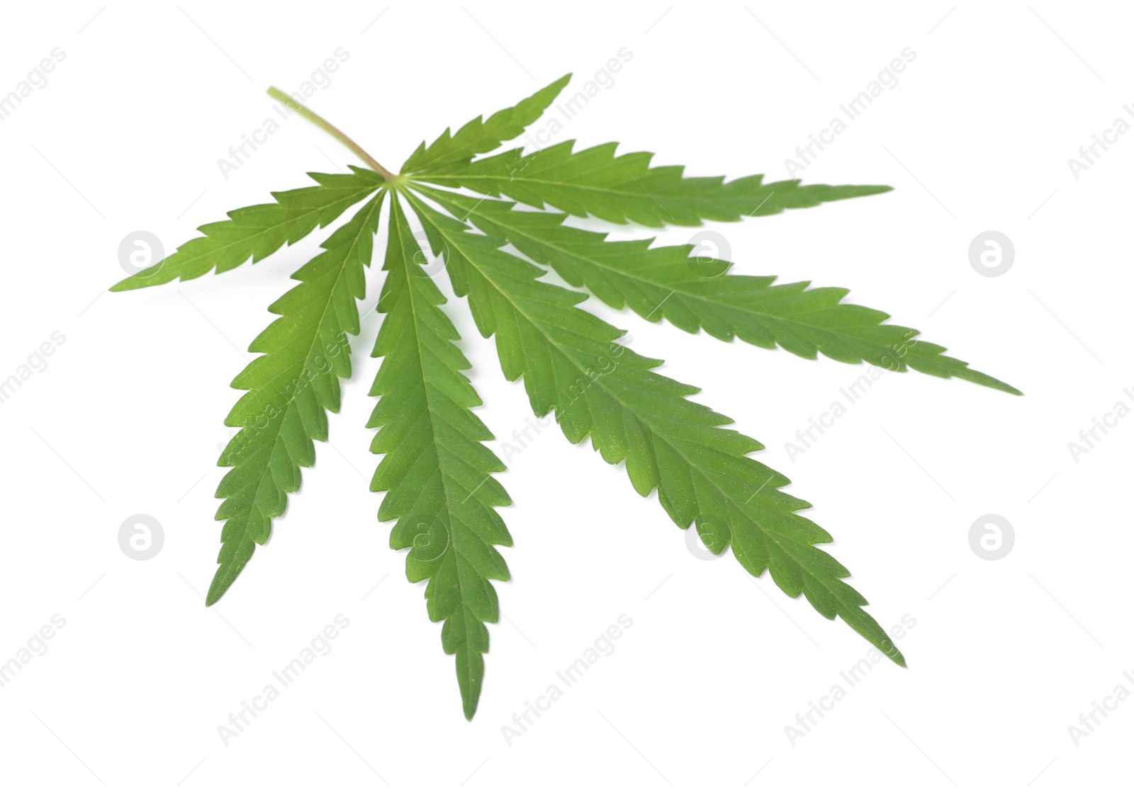 Photo of Fresh green hemp leaf on white background