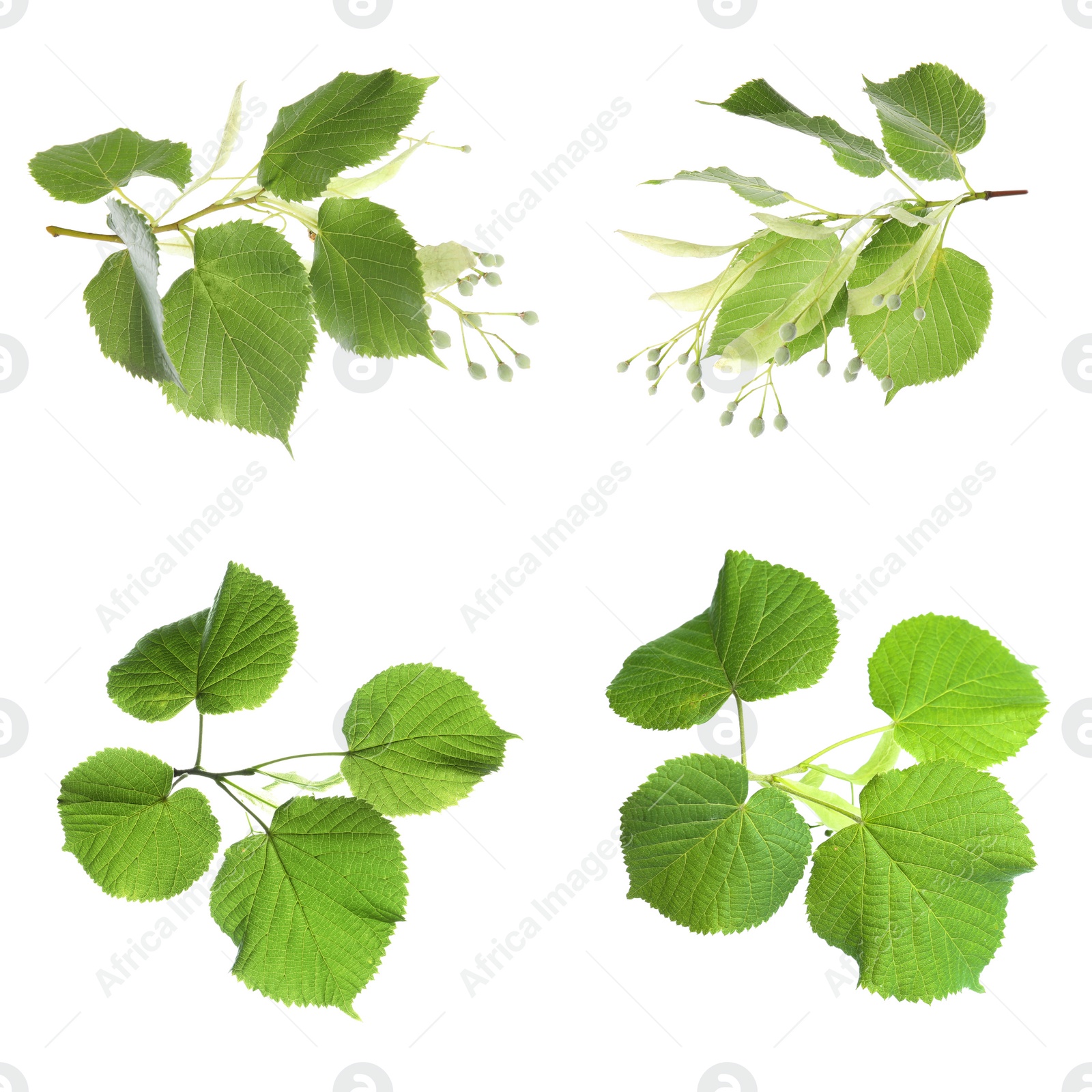 Image of Set with young fresh leaves on white background 