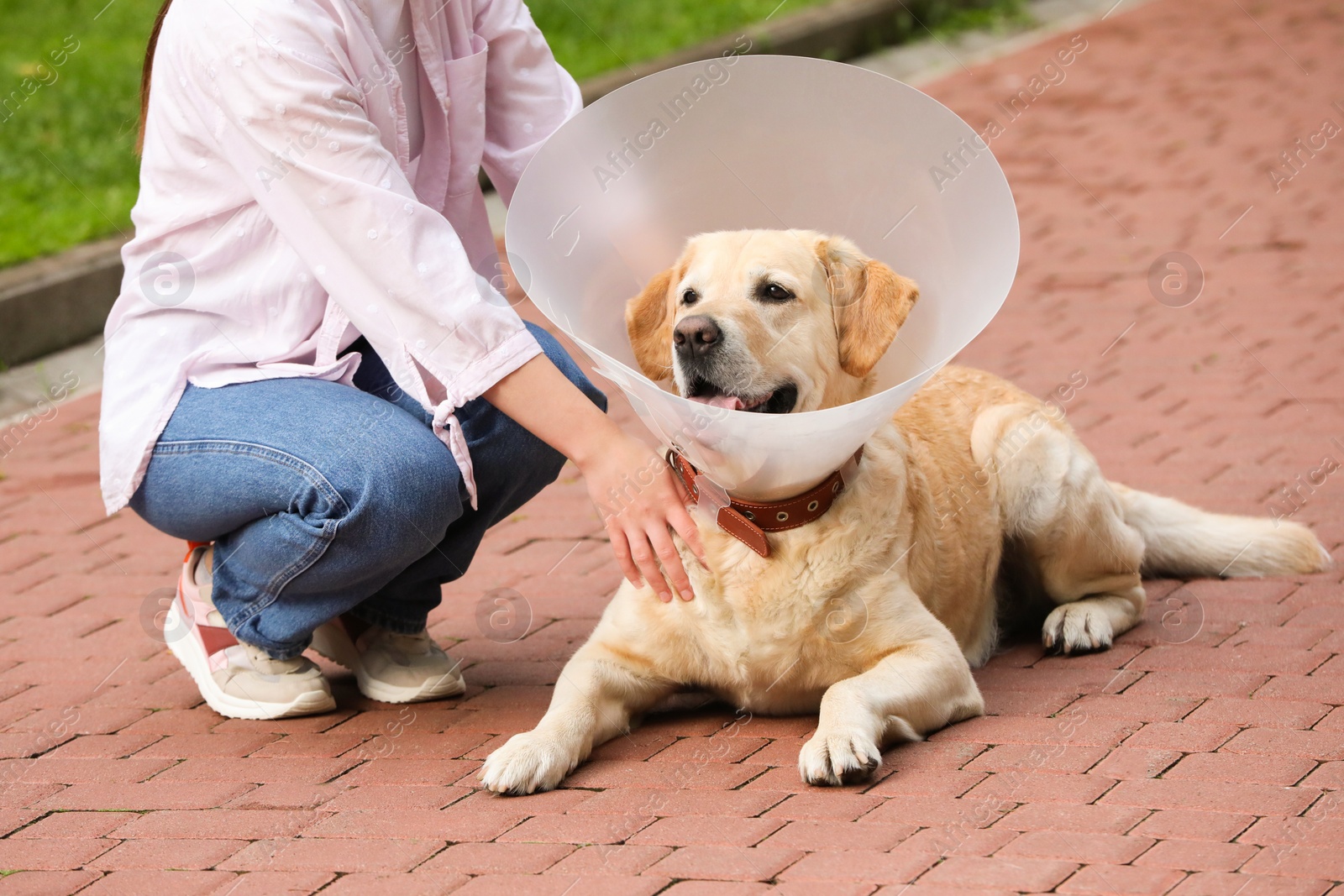 Photo of Woman with her adorable Labrador Retriever dog in Elizabethan collar outdoors, closeup