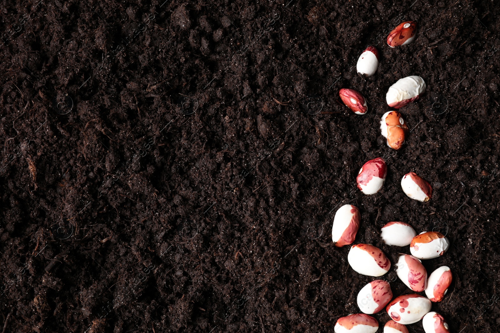 Photo of Many bean seeds on fertile soil, top view. Space for text