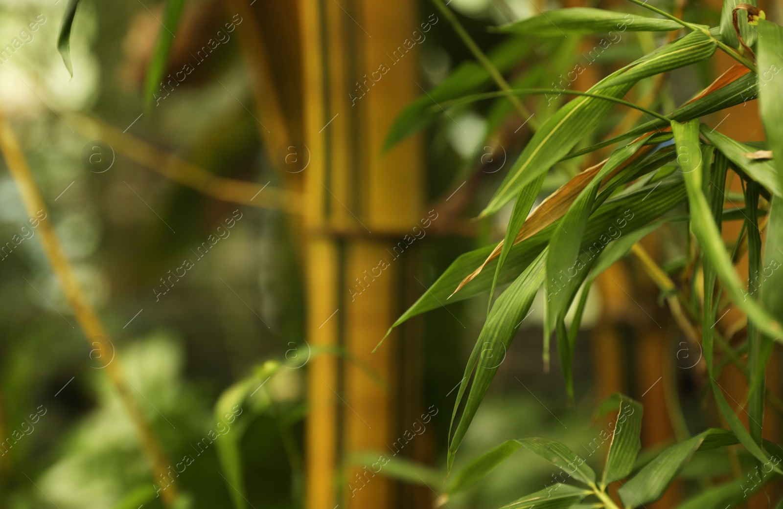 Photo of Tropical bamboo plant with green leaves in botanical garden, closeup. Space for text