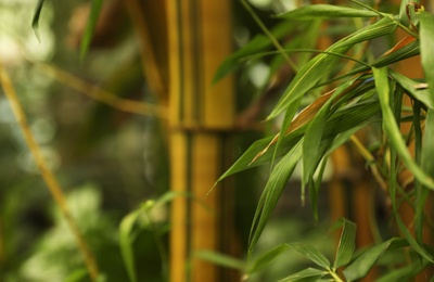 Photo of Tropical bamboo plant with green leaves in botanical garden, closeup. Space for text