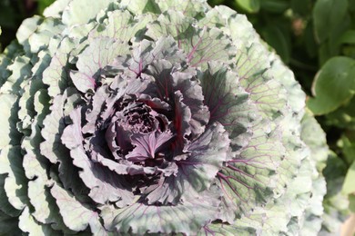 Photo of Closeup view of cabbage outdoors on sunny day