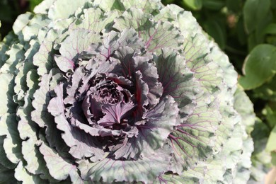 Closeup view of cabbage outdoors on sunny day