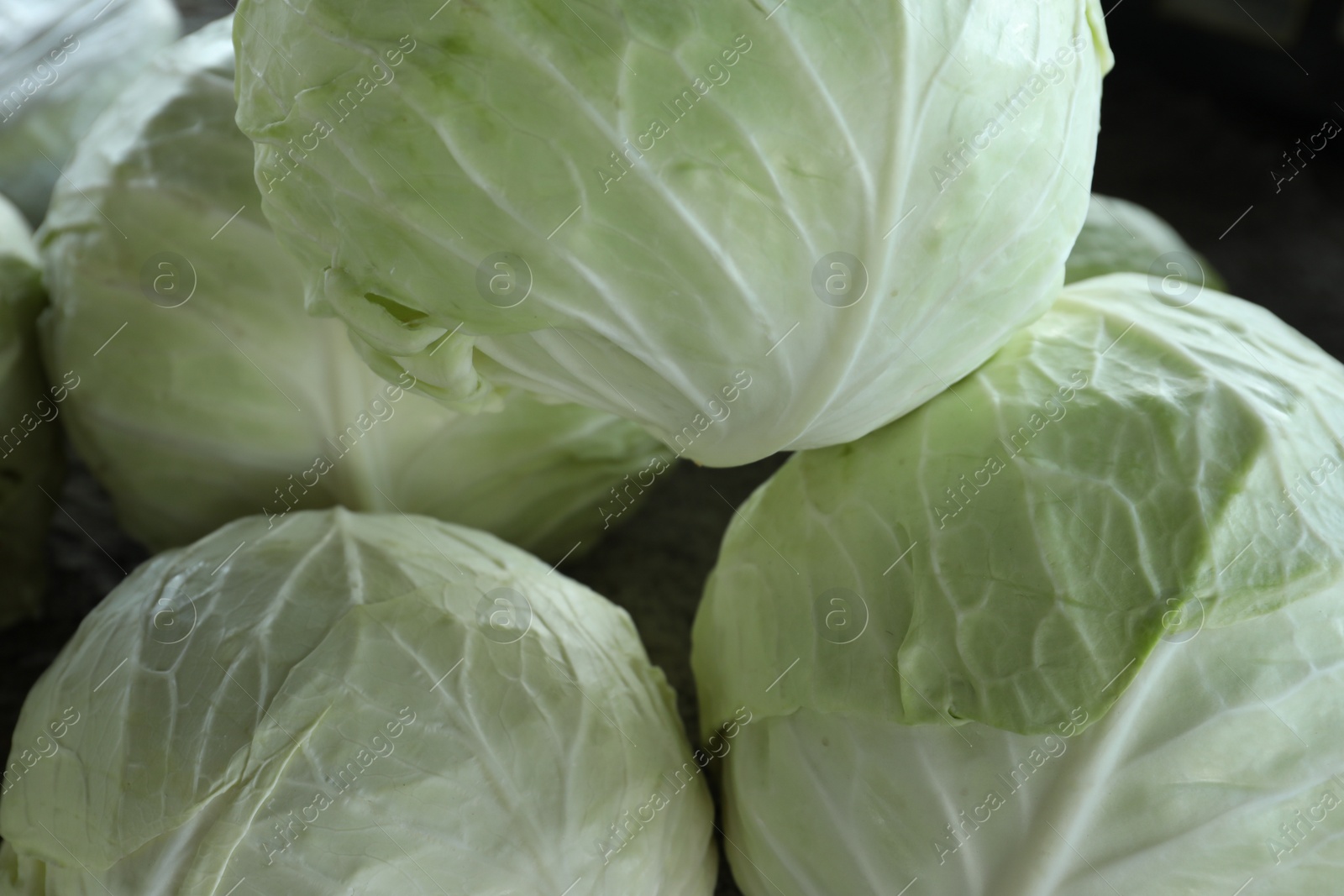 Photo of Pile of ripe white cabbages as background, closeup