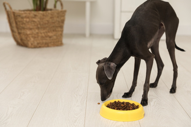 Italian Greyhound dog near feeding bowl at home