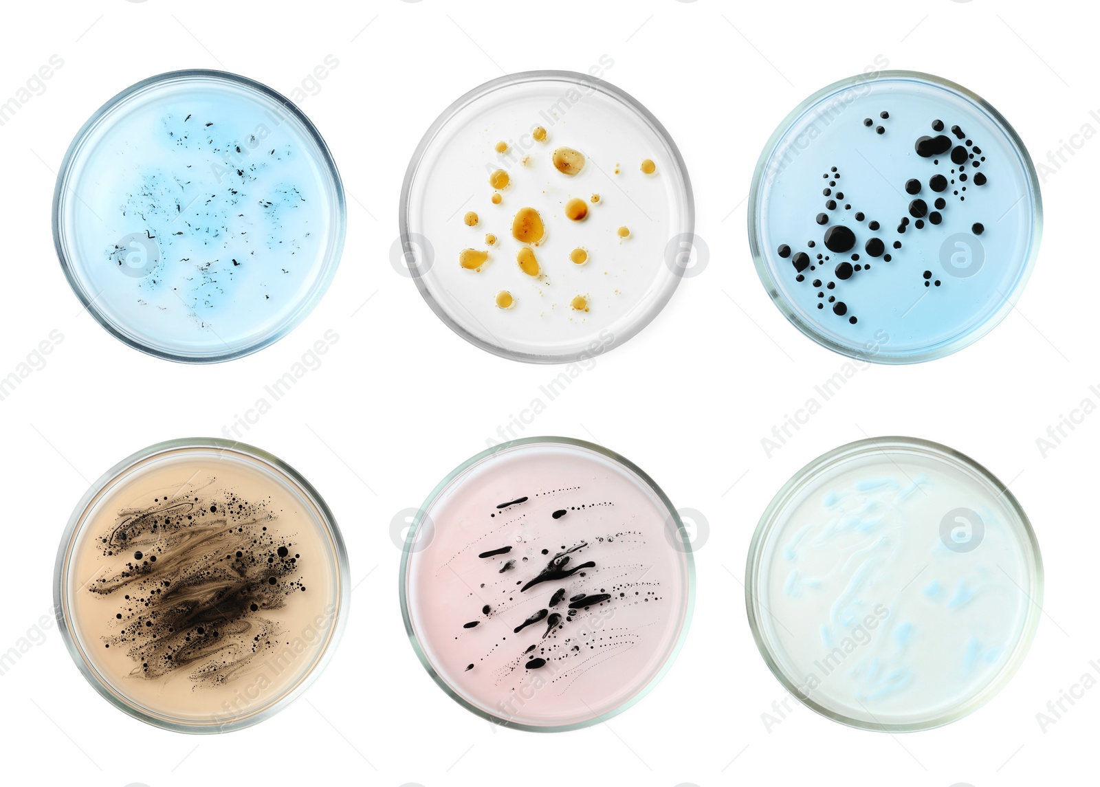 Image of Set of Petri dishes with different culture samples on white background, top view