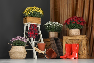 Beautiful fresh chrysanthemum flowers and gardening tools indoors