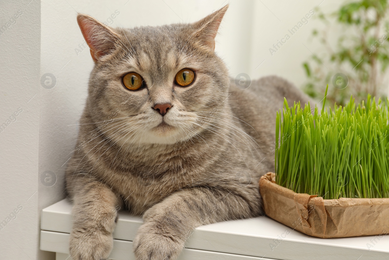 Photo of Cute cat near fresh green grass on white table indoors