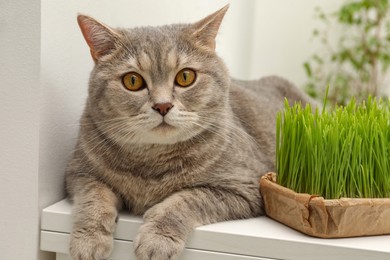 Cute cat near fresh green grass on white table indoors