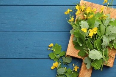 Celandine with board on blue wooden table, flat lay. Space for text