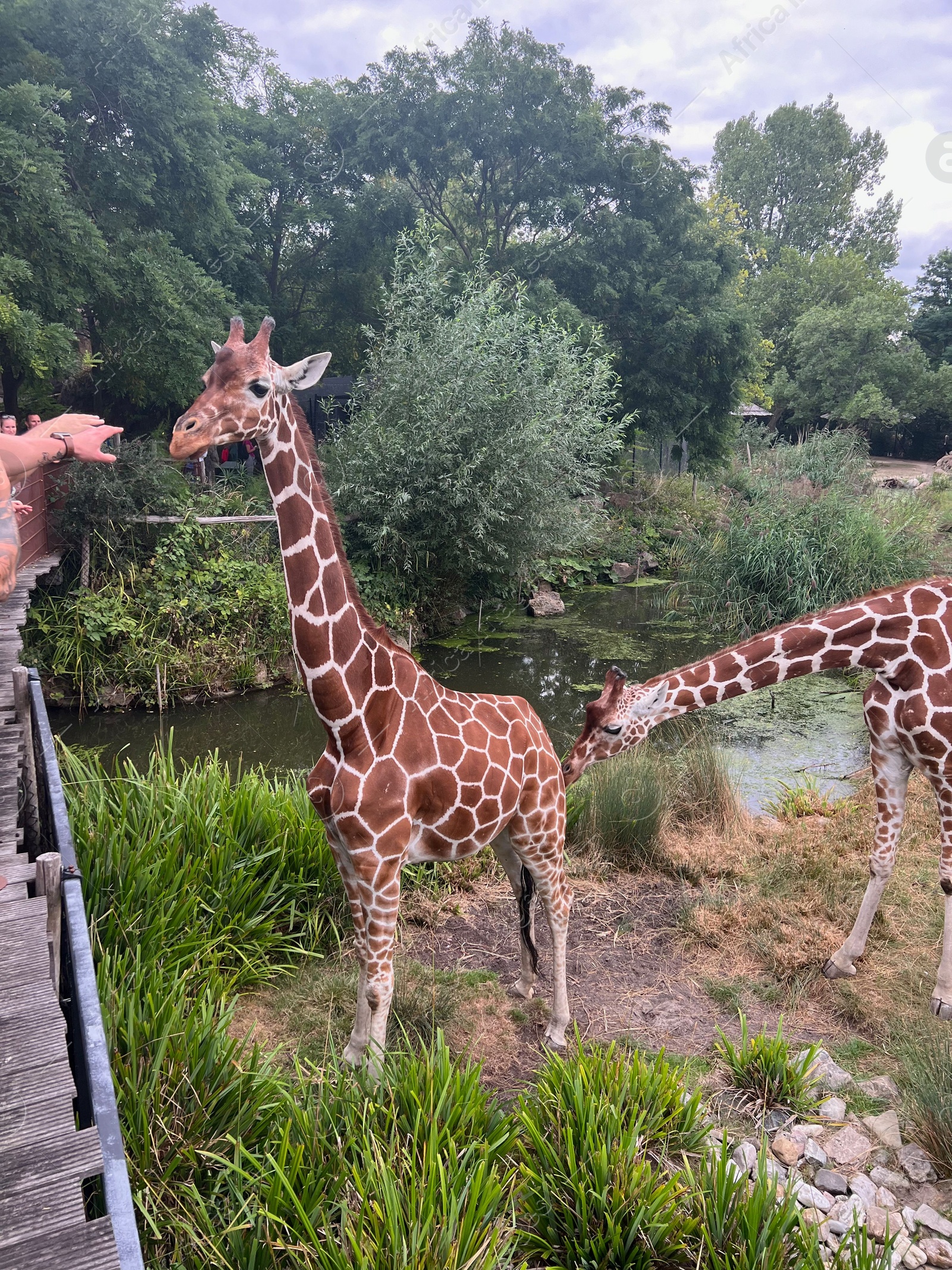 Photo of Rotterdam, Netherlands - August 27, 2022: Group of beautiful giraffes in zoo enclosure