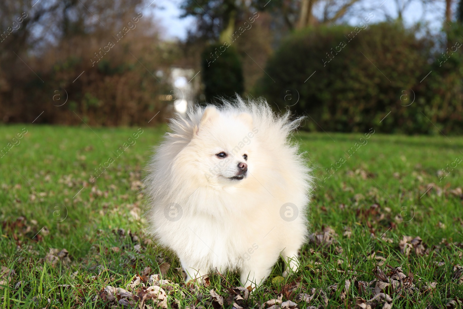 Photo of Cute fluffy Pomeranian dog on green grass outdoors. Lovely pet