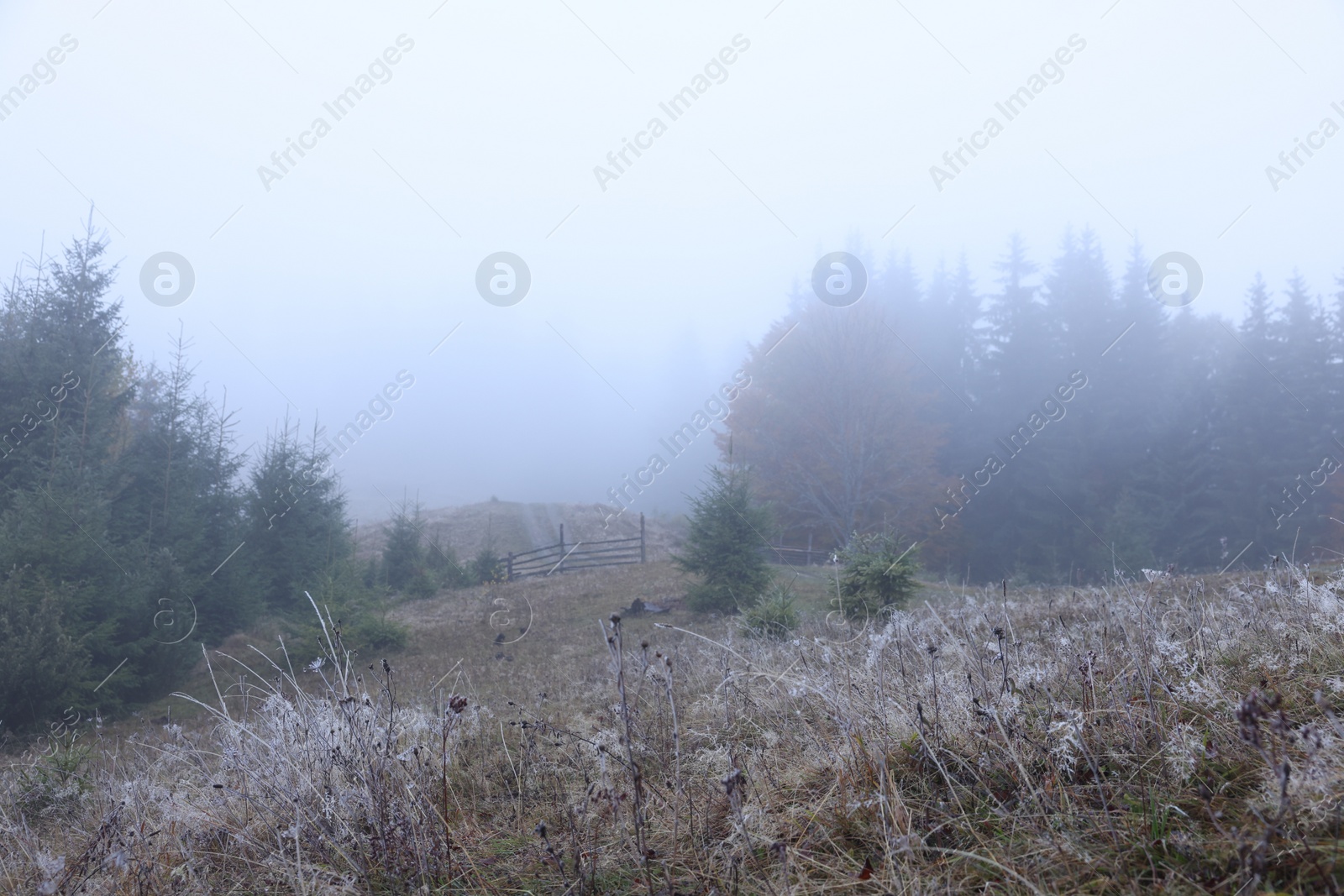 Photo of Beautiful view of foggy trees in morning