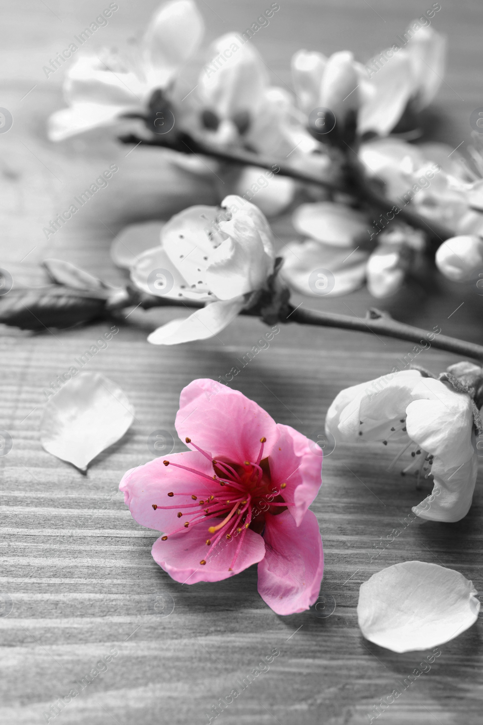 Image of Beautiful sakura tree blossoms on wooden background, closeup. Black and white tone with selective color effect