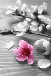 Image of Beautiful sakura tree blossoms on wooden background, closeup. Black and white tone with selective color effect