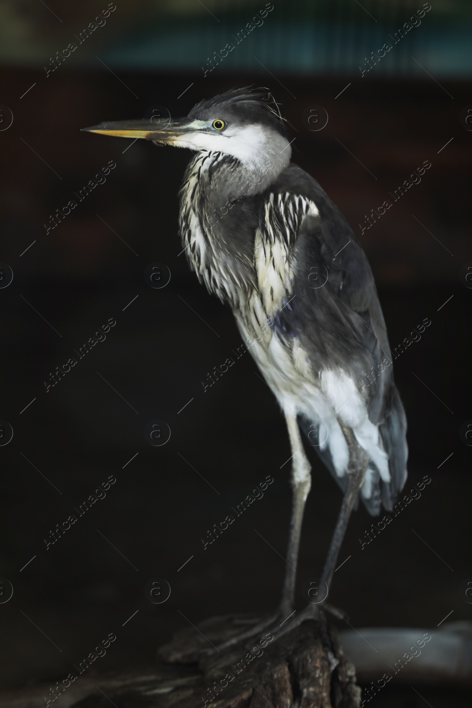 Photo of Beautiful great blue heron in zoo enclosure